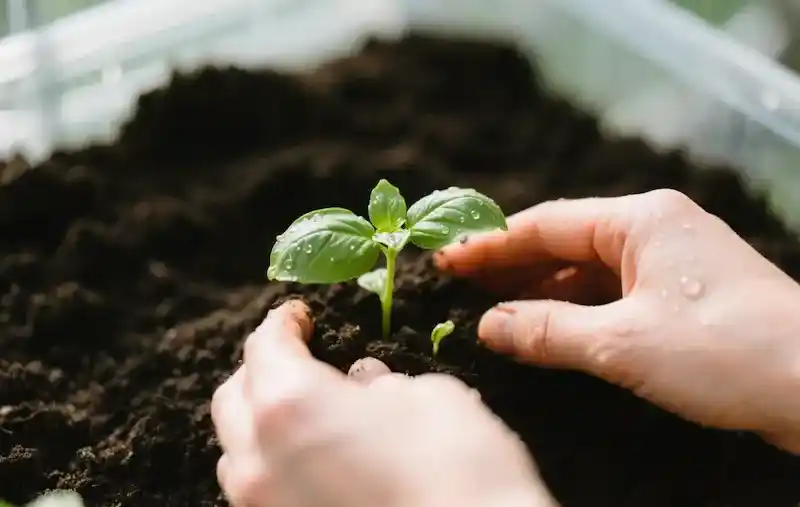  planting a young basil seedling in rich dark soil