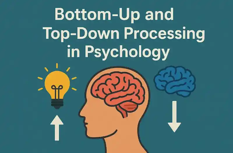 Illustration showing the concept of bottom-up and top-down processing in psychology, featuring a human brain with arrows indicating information flow from sensory input to cognition.